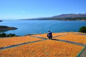 Dried Apricots - Drying Process under  the SUN