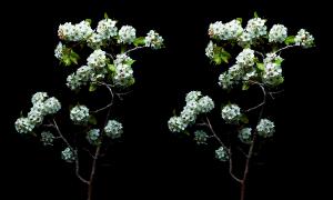 A 3D image of delicate white blossoms on tree branches against a dark background, created by Western Colorado photographer Matt Janson. The image, titled Spring, has earned national recognition for its vivid detail and lifelike depth.