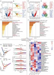 Changes in monocytes/macrophages during CRLM