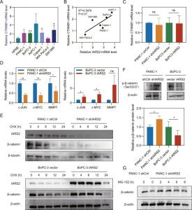 IARS2 affected WNT signaling via inhibiting degradation of β-catenin.