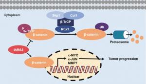 Mechanistic scheme of IARS2 in promoting PDAC progression.