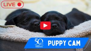 Black Labrador/Golden Retriever cross puppies sleeping