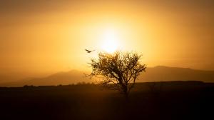 silhouette of a tree and a crow in mid-flight at the sunset