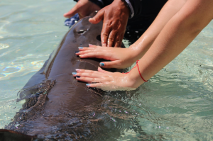 Swim adventure en Dolphin Discovery Cancún