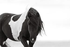 Regal by photographer, Maria Marriott