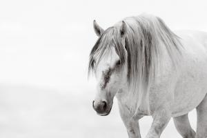 Goliath by photographer, Maria Marriott