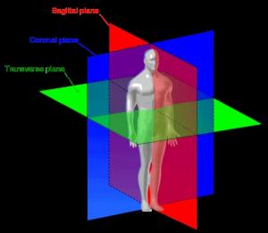 Planes of Motion - https://brookbushinstitute.com/glossary/planes-of-motion