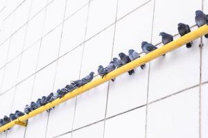 A row of gray pigeons perched on a yellow gas pipe attached to a white building.