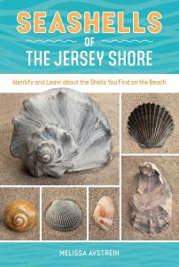Image of Seashells of the Jersey Shore book cover.
