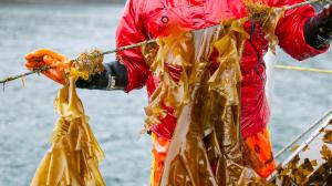 Seaweed used for biomining.
