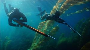 Kent and Sandy Collins dive with spearguns among stalks of kelp