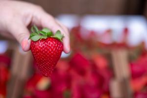39th Annual California Strawberry Festival