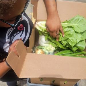 Kenya Joseph, President of Hearts and Hands Food Pantry, examines a cardboard box filled with fresh vegetables including lettuce, onions, and green onions during a produce distribution.