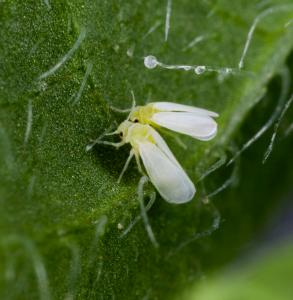Picture of a whitefly