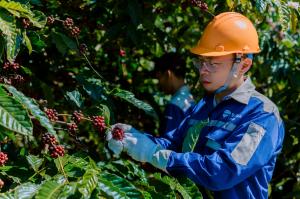 Alan Phung, founder, carefully selecting Robusta coffee beans in the lush fields of Dak Lak, Vietnam.