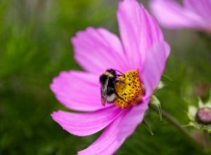 Bumble Bee and Wildflower