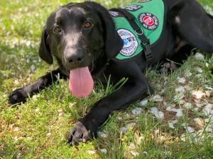 Diabetic Alert Service Dog from SDWR