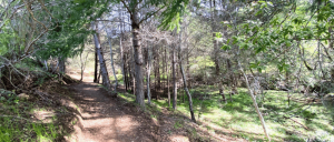 A winding dirt path through a serene forest, lined with tall trees and lush greenery under a bright blue sky.