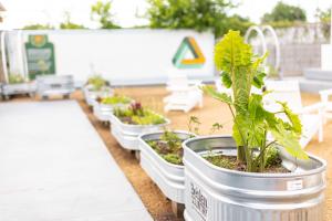 Fresh greens growing at the DiveDWN Future Farm in Dallas, TX.