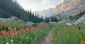 Flowers and Mountains along the CDT.