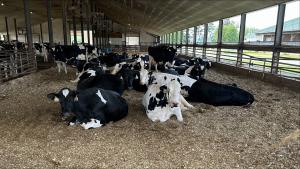 Farm dairy cows (Courtesy of Green Mountain Dairy Farm)