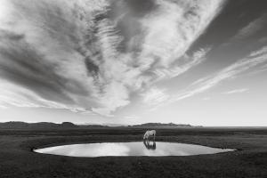 Serene by Photographer Maria Marriott. A lone wild stallion drinks from a watering hole at sunset.
