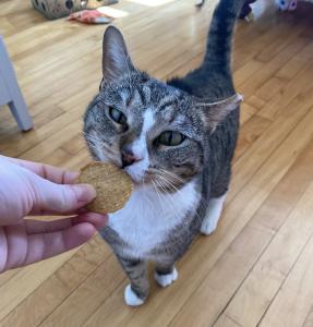 cat crunching into a Farm to Pet Fish Chip
