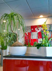 Indoor plants brightening up an office space