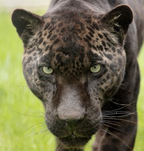 Jaguar at The Wildcat Sanctuary