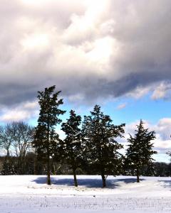 cool blue and white shot of snowy winter and trees
