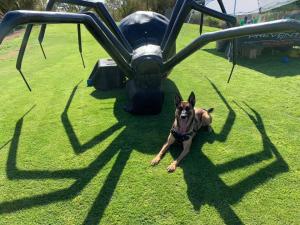 Bed Bug Detection K9 Scout shown with giant black widow spider