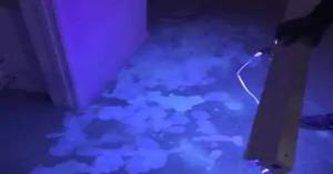 pet odor inspection service 3