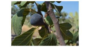 A research project aimed at identifying and commercializing fig varieties with the highest health benefits has revealed that the Siyah Orak fig is rich in phenolic compounds, known for their cancer-preventive properties