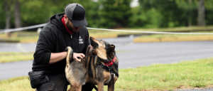 A person kneels while interacting with a friendly dog, both enjoying a moment outdoors on a grassy area.