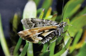 New species of endemic New Zealand moth named after James Cameron's movie Avatar and the avatars from Hindu mythology