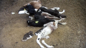 Calves dead in a pile, some partially covered with dirt.