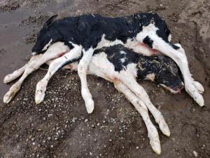 more dead calves