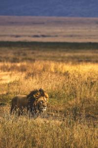 TANZANIA SAFARI
