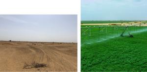 African Food Security