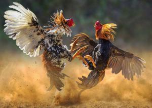 Two roosters fight to the death in a flurry of dust and feathers.