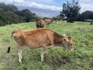 Brown dairy cows graze on a lush green hillside pasture in Costa Rica, with a mountainous valley visible in the background under a partly cloudy sky.