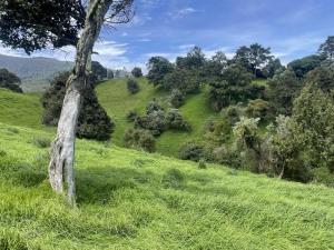 A hillside landscape in Costa Rica with dense green grass, scattered native trees, and a bright blue sky, illustrating a restored pasture using regenerative practices.