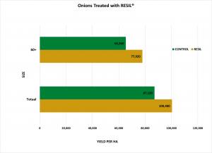 Chart showing more onions with larger size comparing the Resil treated with the Untreated Check (Control). Similarly two bar charts showing increase in total yield of onions treated with Resil.