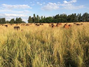 Cattle grazing in tall native grasses under a blue sky in the South American Pampas, part of Boomitra’s carbon farming project in Argentina and Paraguay.