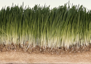 Side view of barley fodder grown for just 9 days with an incredibly high ratio of calories and tons produced per square foot of the building compared to the best ratio ever producing food for humans.