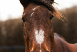 Close-up of Skip, a brown therapy horse with a white heart-shaped marking on his face, used in equine-assisted therapy for neurodiverse youth.