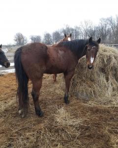 Skip, a brown horse with a white marking, standing in a pasture next to hay, used in equine-assisted therapy for neurodiverse youth.