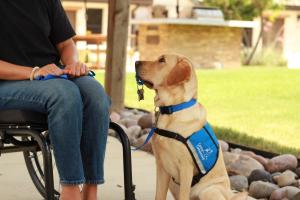 Service dog wearing a vest and sitting next to a person in a wheelchair holds a set of keys in its mouth