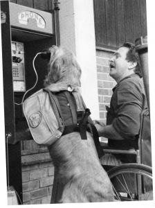 Service dog wearing a vest replaces a phone booth handset for a person in a wheelchair