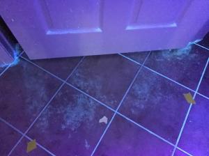 forensic pet odor inspection